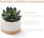 Plantes à succulent artificiel en pots de céramique, Faux Succculents assortis Faux Cactus Plantes pour la décoration maison, Chambre, Bureau, Salon, Ensemble de 3