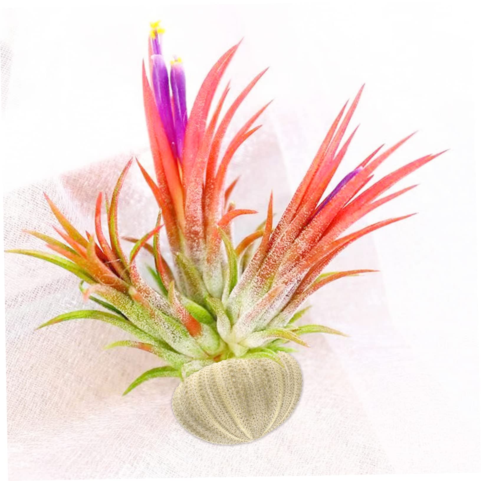 OUNONA 4 Ensembles Pots À Plantes Aériennes Décorations pour Aquarium Et Plantes Naturelles 6 Pièces * 4