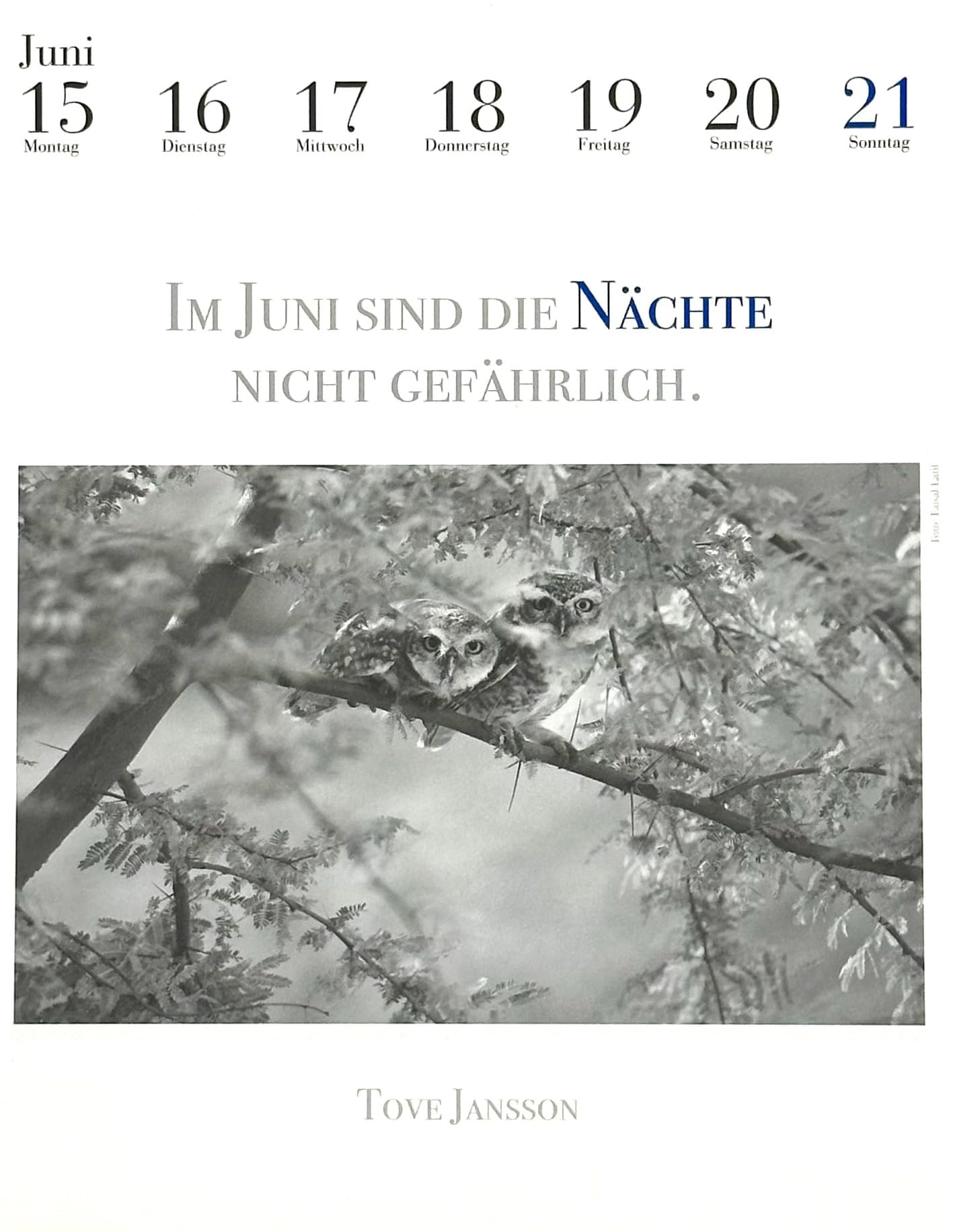 Der literarische Eulenkalender 2026: Zweifarbiger Wochenkalender