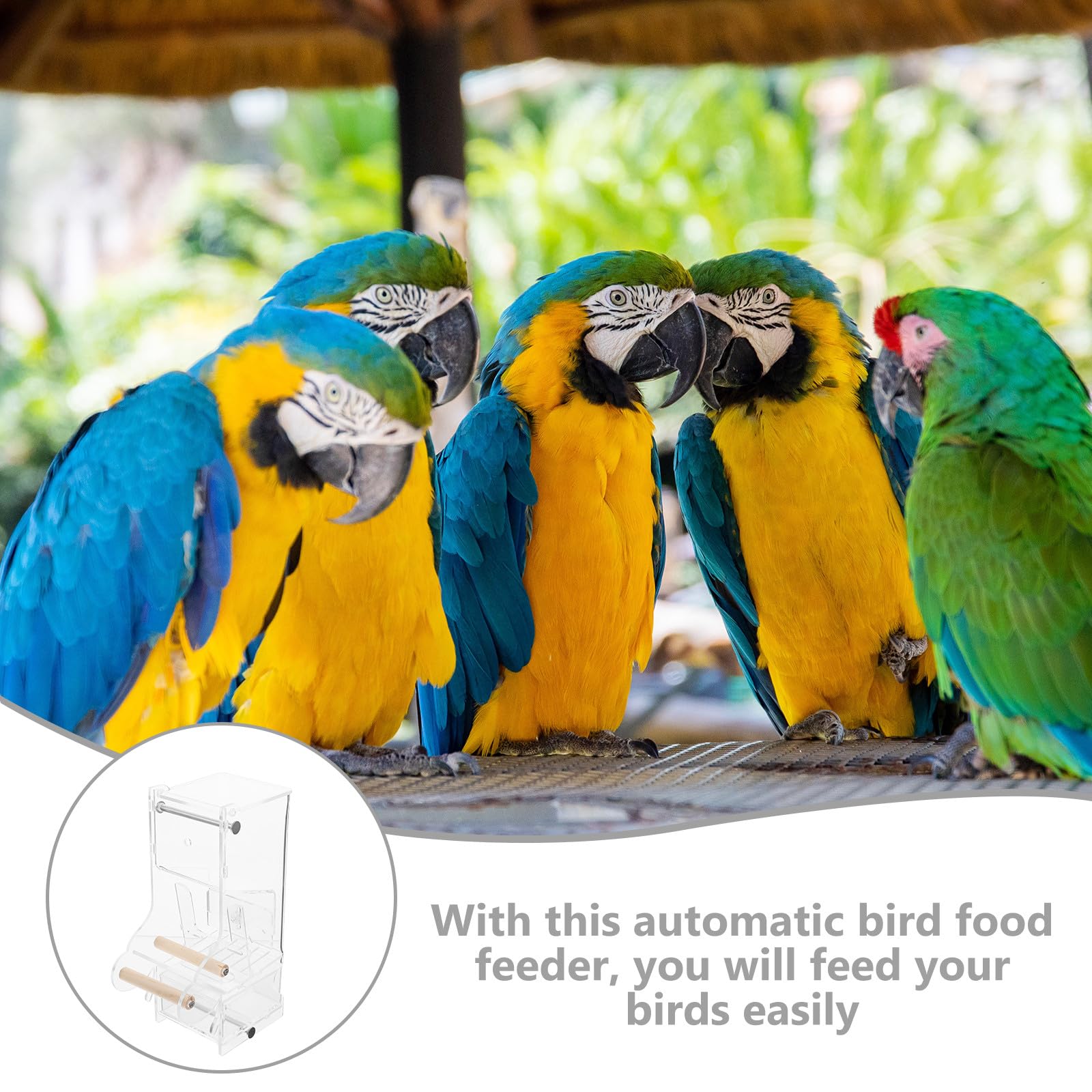 SEWACC Mangeoire Automatique pour Oiseaux Distributeur De Nourriture pour Cage à Oiseaux Mangeoire Transparente pour Petits Et Perroquets