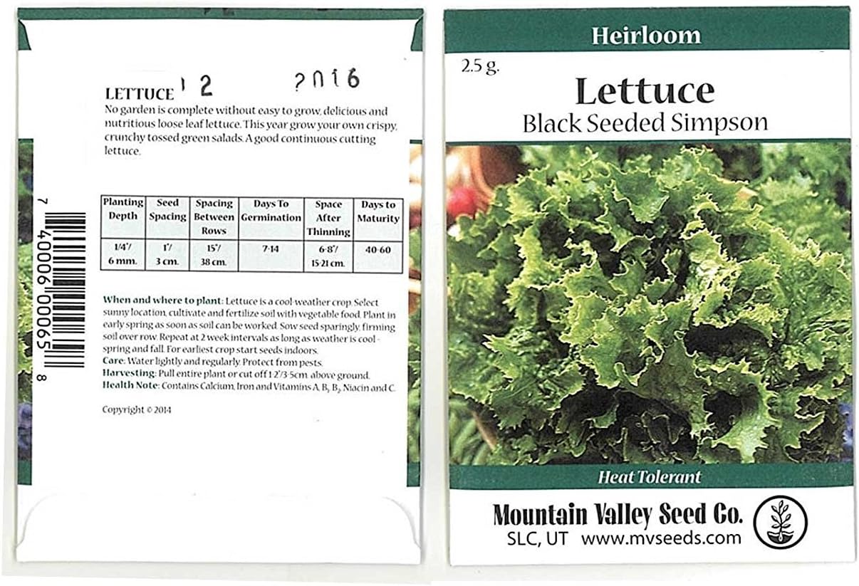 Lettuce Garden Seeds - Black Seeded Simpson - 5 Lb (~2,000,000 Seeds) - Non-GMO, Heirloom, Open Pollinated - Fast-Growing Loose Leaf Variety for Microgreens or Vegetable Gardens