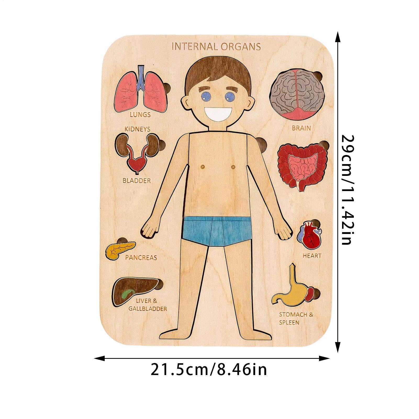 Puzzle du Corps, Puzzle en Bois Structure d'organes du Corps Humain, puz zle d'anatomie pour Les enf Ants de 3 à 5 Ans, Jeu pré-école pour Apprendre Les Parties humaines du co RPS, 29x21,5 cm