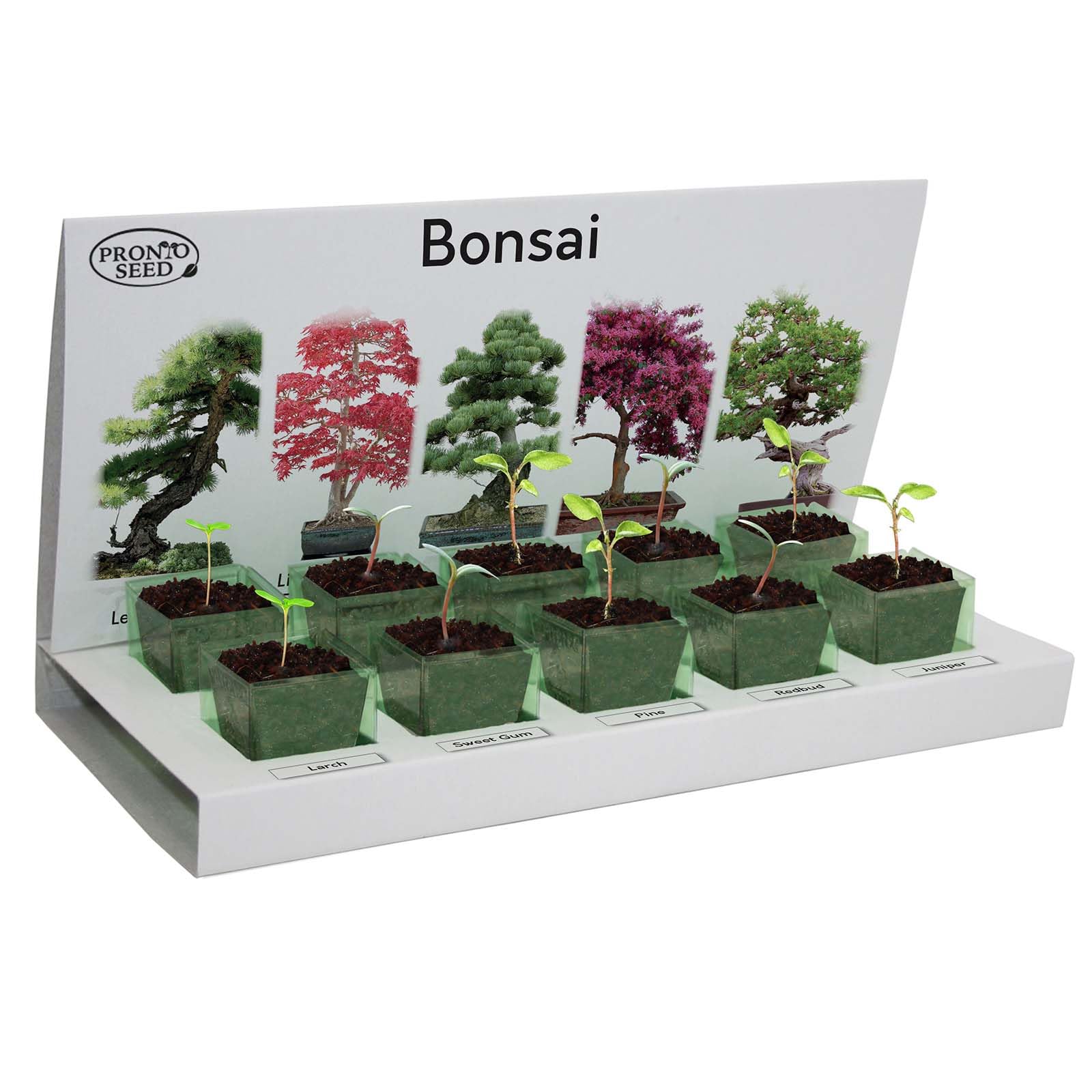 Pronto Seed – Kit zum Züchten eigener Bonsai-Bäume mit 5 Sorten Bonsai-Samen – Set für Indoor-Anzucht mit nachhaltiger Verpackung – Geschenk für Mann, Frau – anfängerfreundlich (Bonsai-Kit)