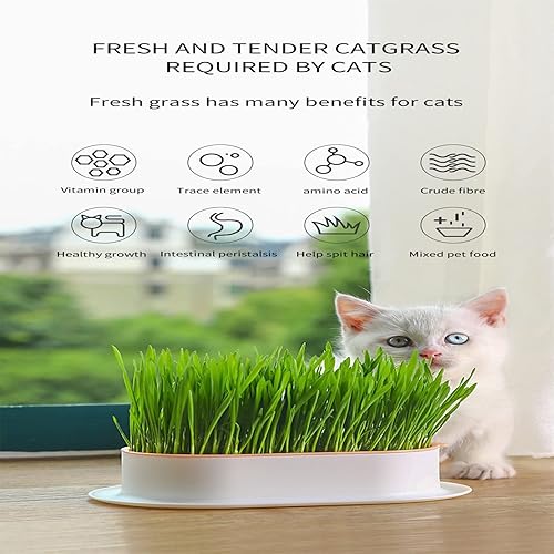 Miniatura 3 de Maceta de césped para gatos, kit de césped para gatos, kit de cultivo de hierba para gatos, fácil de plantar, plantas de vivero, adecuado para