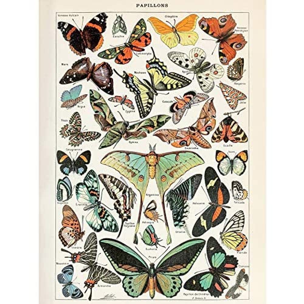 Artery8 Millot Encyclopedia Page Molluscs Shells Art Print Framed Poster Wall Decor 12x16 inch — view 72