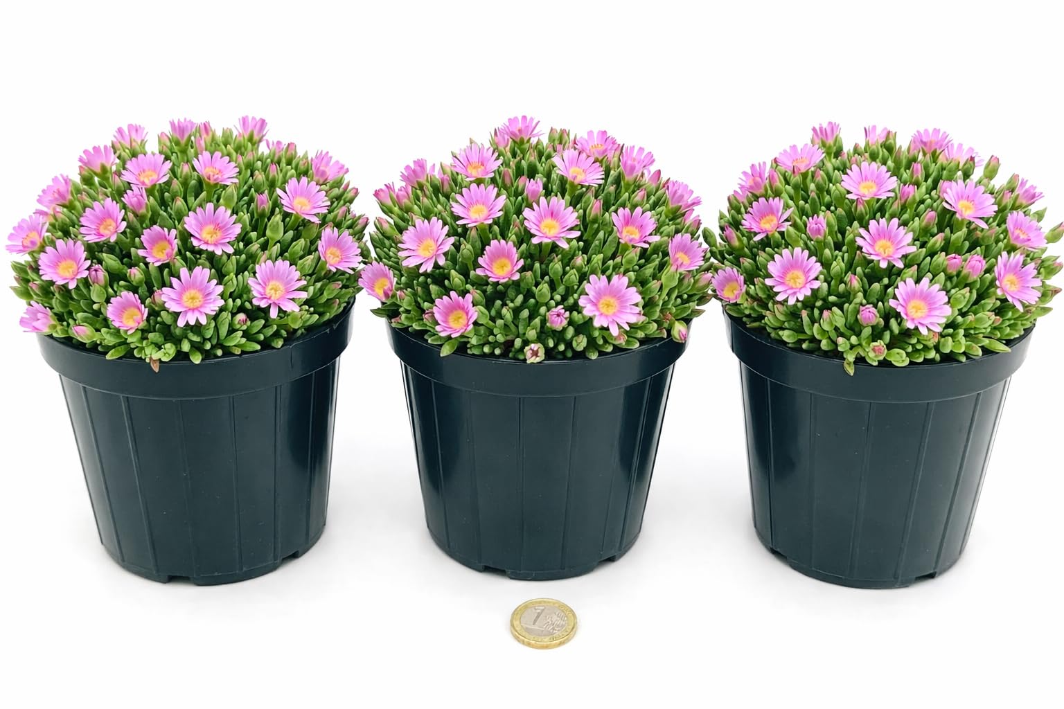 POWERS TO FLOWERS - DELOSPERMA ROSA, MESEMBRIANTEMO RIFIORENTE, 3 PIANTE IN VASO 14 cm DIAMETRO, piante vere