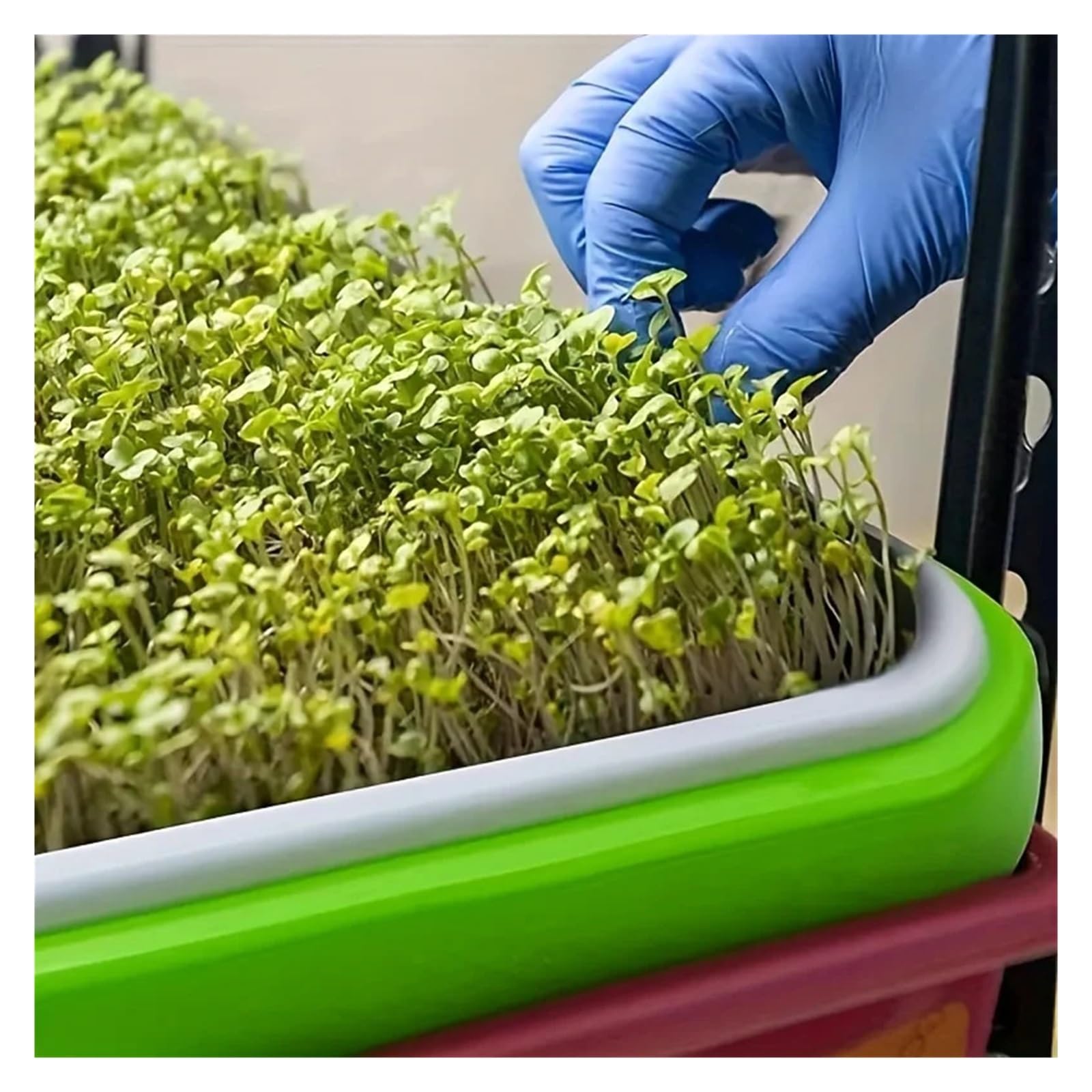 Générique Plateaux de Culture for graines germées, Panier hydroponique, germoir sans Sol, Kit Plateaux Germination avec Couvercle for Jardin