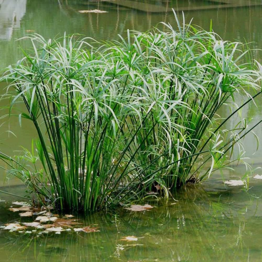 Haloppe 30 Unids Cyperus Alternifolius Flores Plantas Semillas para la Plantación de Jardín en el Hogar, Cyperus Alternifolius Semillas Planta de Agua Semi-acuática Estanque Jardín Decoración Se