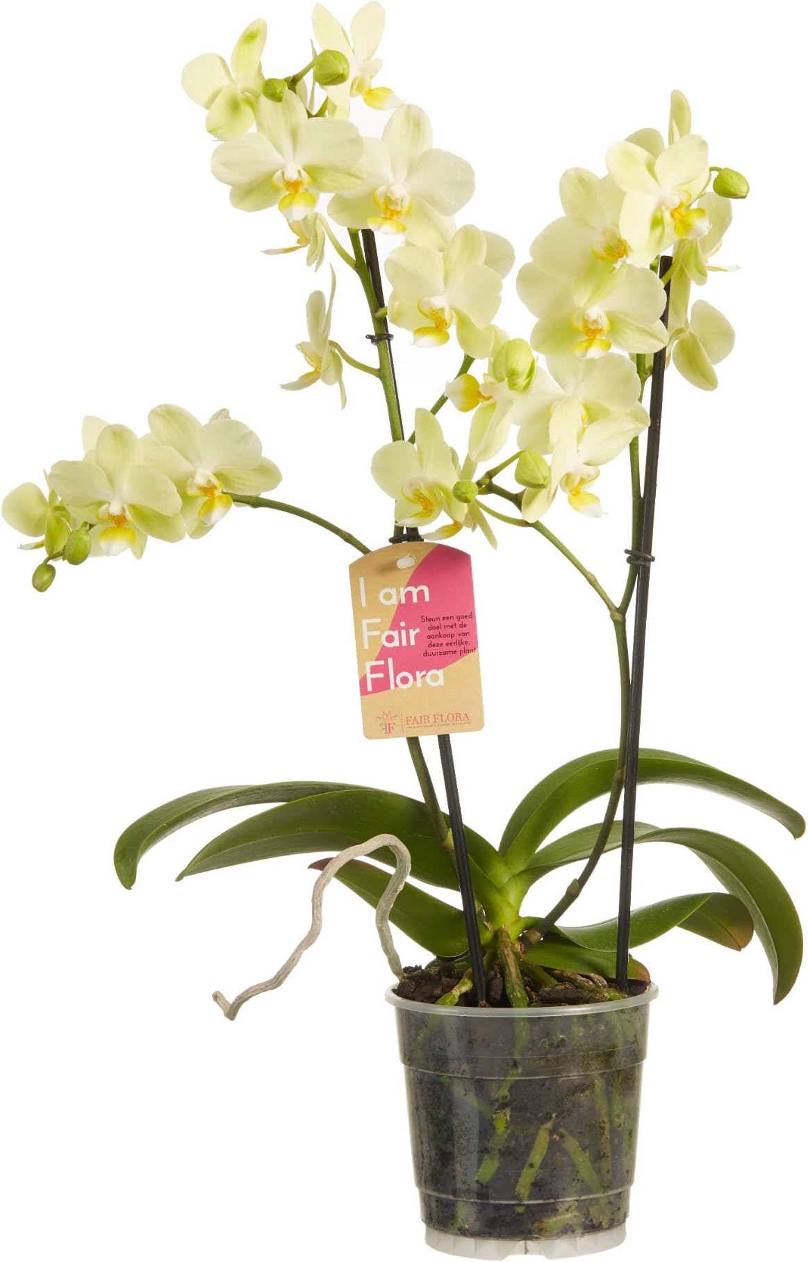 Orchid from Botanicly – Butterfly Orchid – Height: 50 cm, 2 Stems, White Flowers – Phalaenopsis multiflora