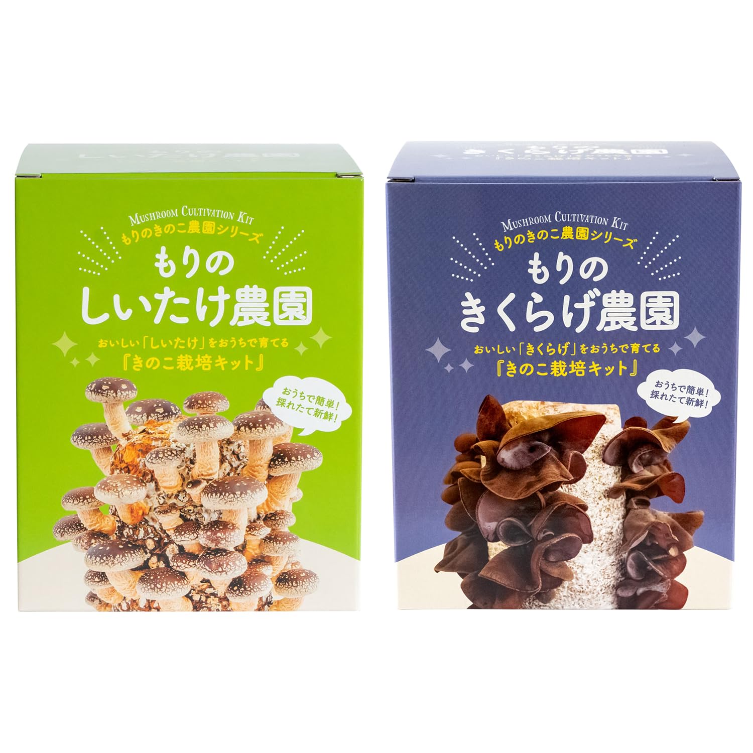 森のきのこ倶楽部 もりのしいたけ農園×きくらげ農園 栽培キット シイタケ 椎茸…