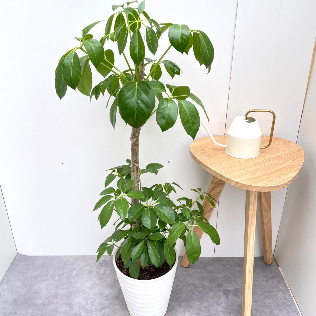 ブラッサイア 大型観葉植物