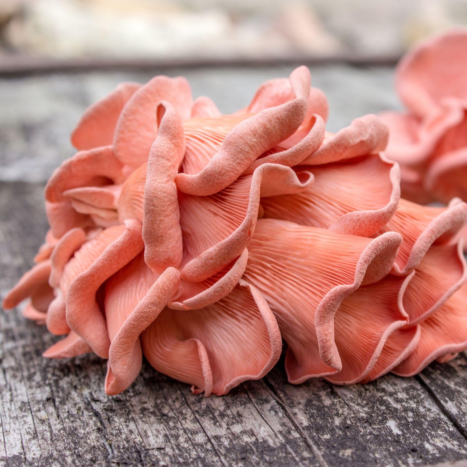 Hawlik Pilzbrut - Culture de pleurote rose biologique, facile à cultiver soi-même des pleurotes djamor, kit de culture de champignons, kit champignon à faire pousser, récolter des champignons frais