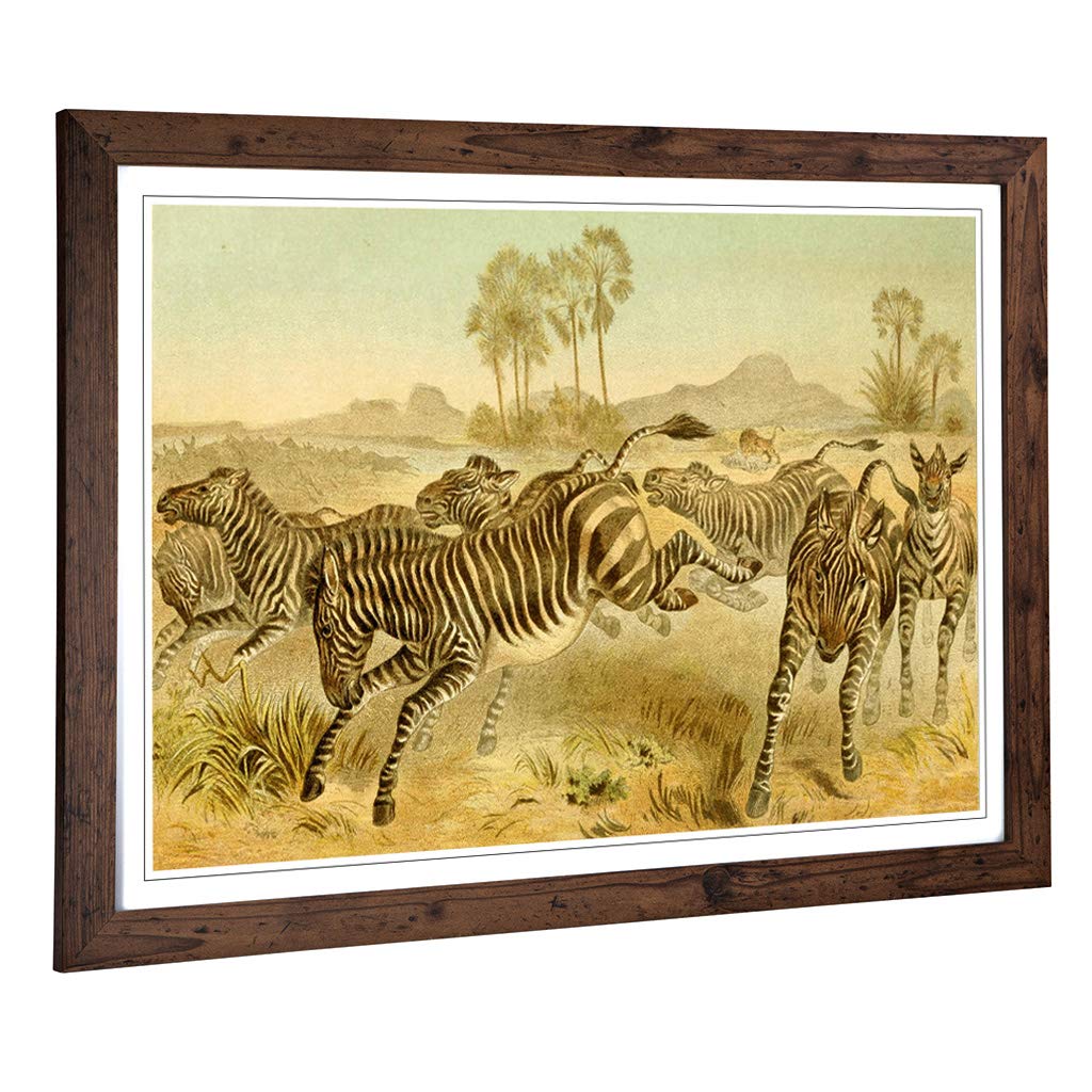 Big Box Art Framed Print of Vintage Brehms Tierlben Zebras Design | Wall Art Picture | Home Decor for Kitchen, Living, Dining Room, Bedroom, Hallway, Office, Walnut, A2 / 24.5x18 Inch / 62x45cm