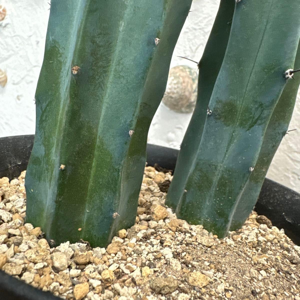 Amazon.co.jp: サボテン《竜神木》5号鉢 : Toys & Games