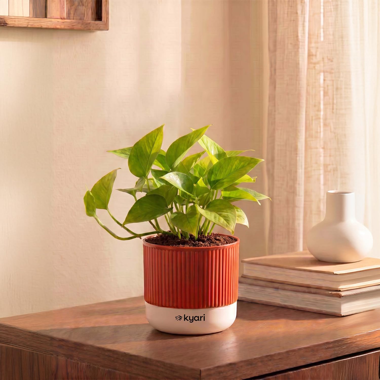 Lucky Jade & Golden Money Plants - Self Watering Pots -19