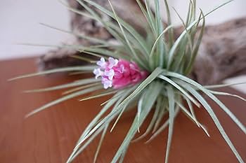 Amazon.co.jp: （観葉植物）エアープランツ チランジア コットン