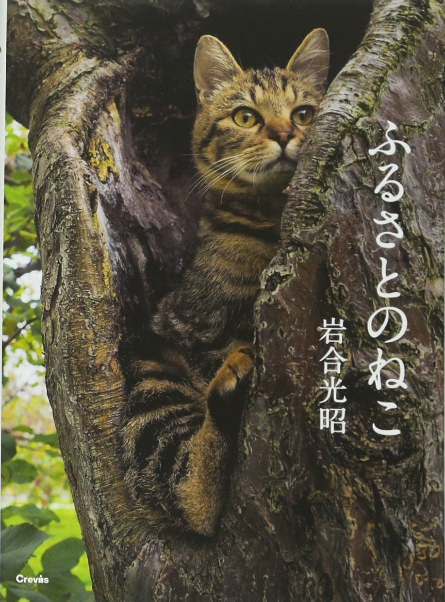 Amazon.co.jp: 写真文庫 ふるさとのねこ : 岩合光昭, 岩合光昭: 本