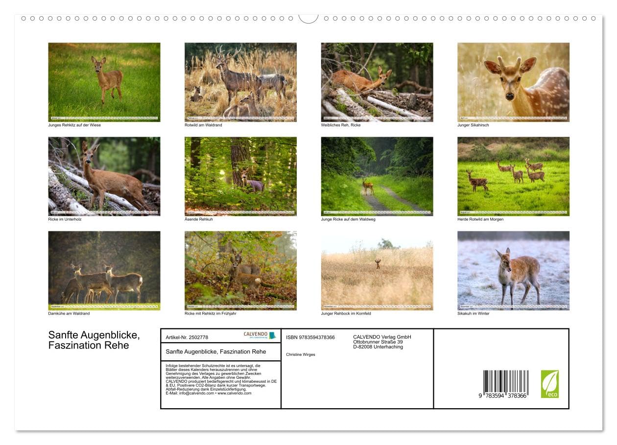 CALVENDO · Sanfte Augenblicke, Faszination Rehe (Kalender 2027) | DIN A2 Querformat · Premium-Wandkalender · Rehe, Eleganz und Sanftmut des Waldes