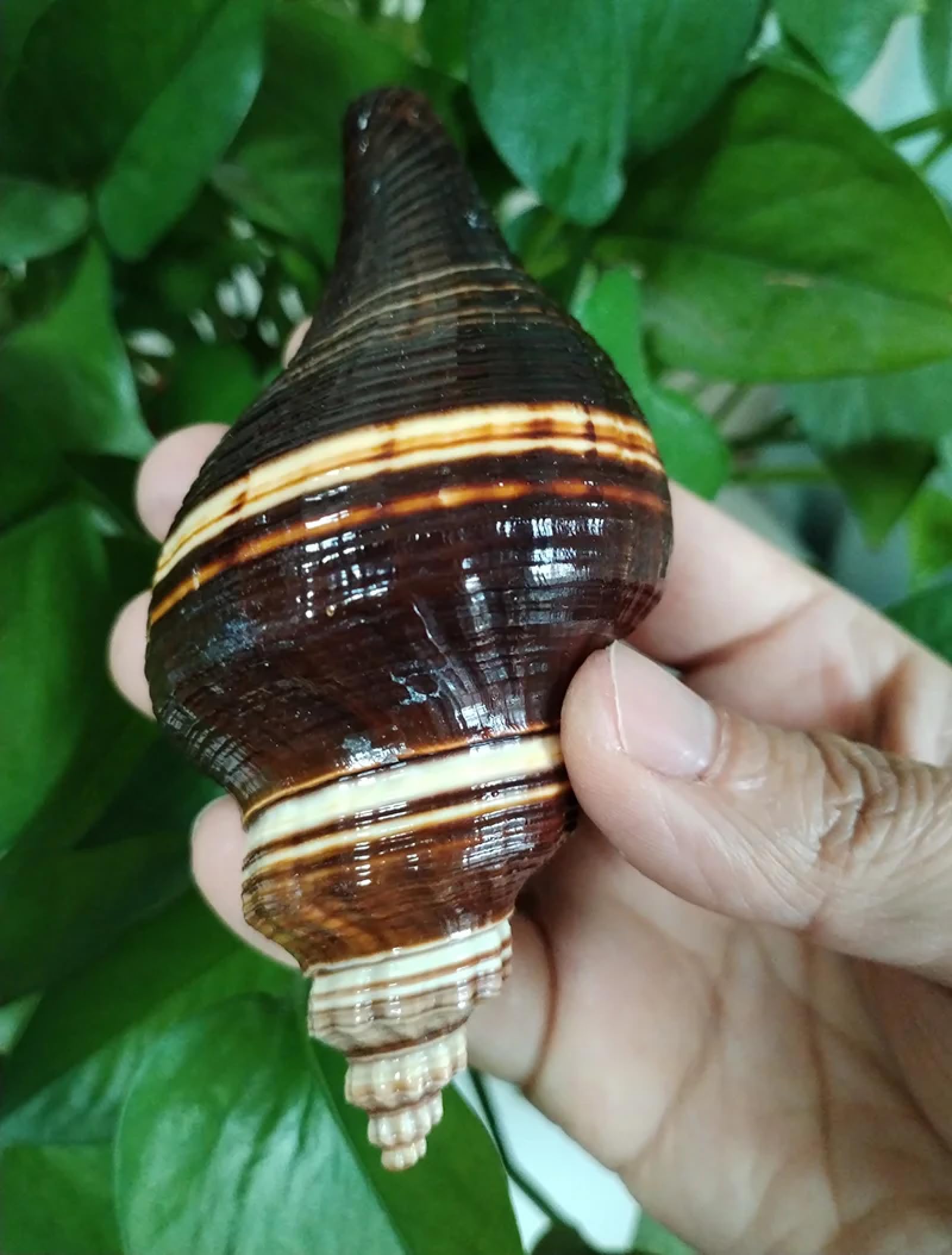 Conchiglie marine riempitivo, 1 pezzo nero indiano corona conchiglia grande naturale gigante vera conchiglia decorazione acquario originale mare decorazione casa acquario acquario 8-10 cm