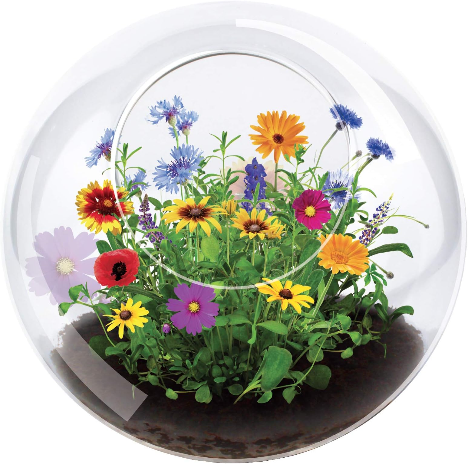 Blossom Your Own Wild Flower Glass Terrariums by Unique Gardener, Terrarium S...