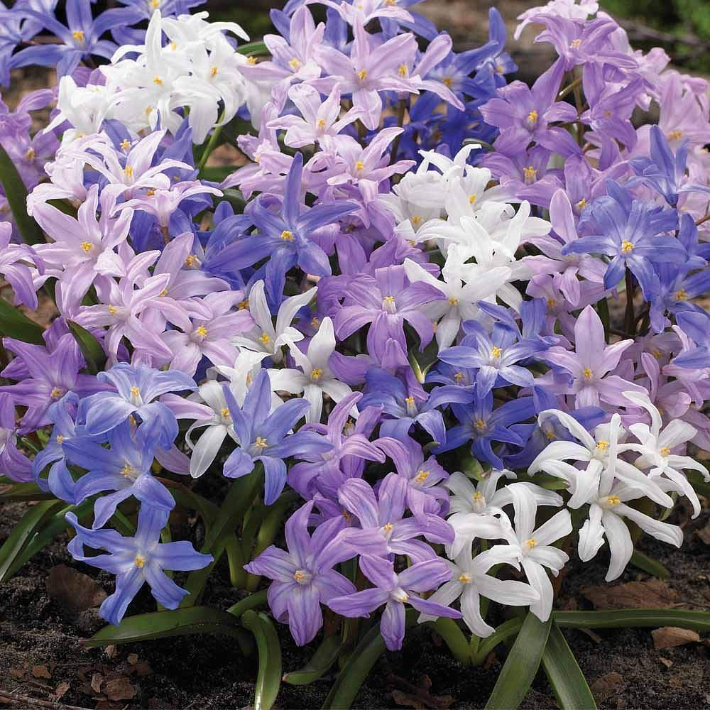 Glory of the Snow 'Mixed' 40 x Hardy Bulb Spring Flowering Garden by T&M
