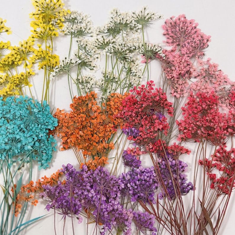 12 piezas flores prensadas secas para manualidades y decoración