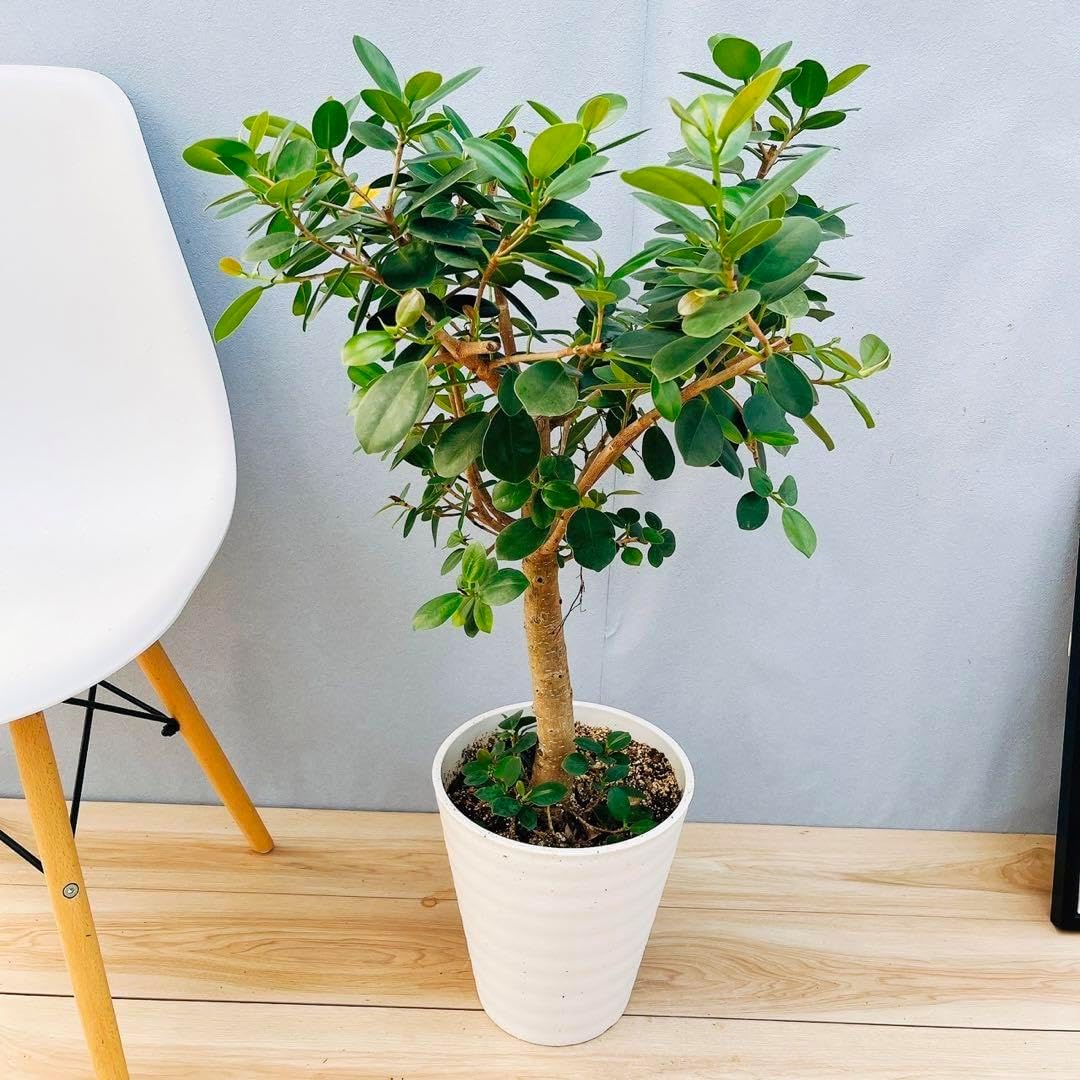 観葉植物 パンダガジュマル 8号ポット 多幸の木 観葉植物 パンダ