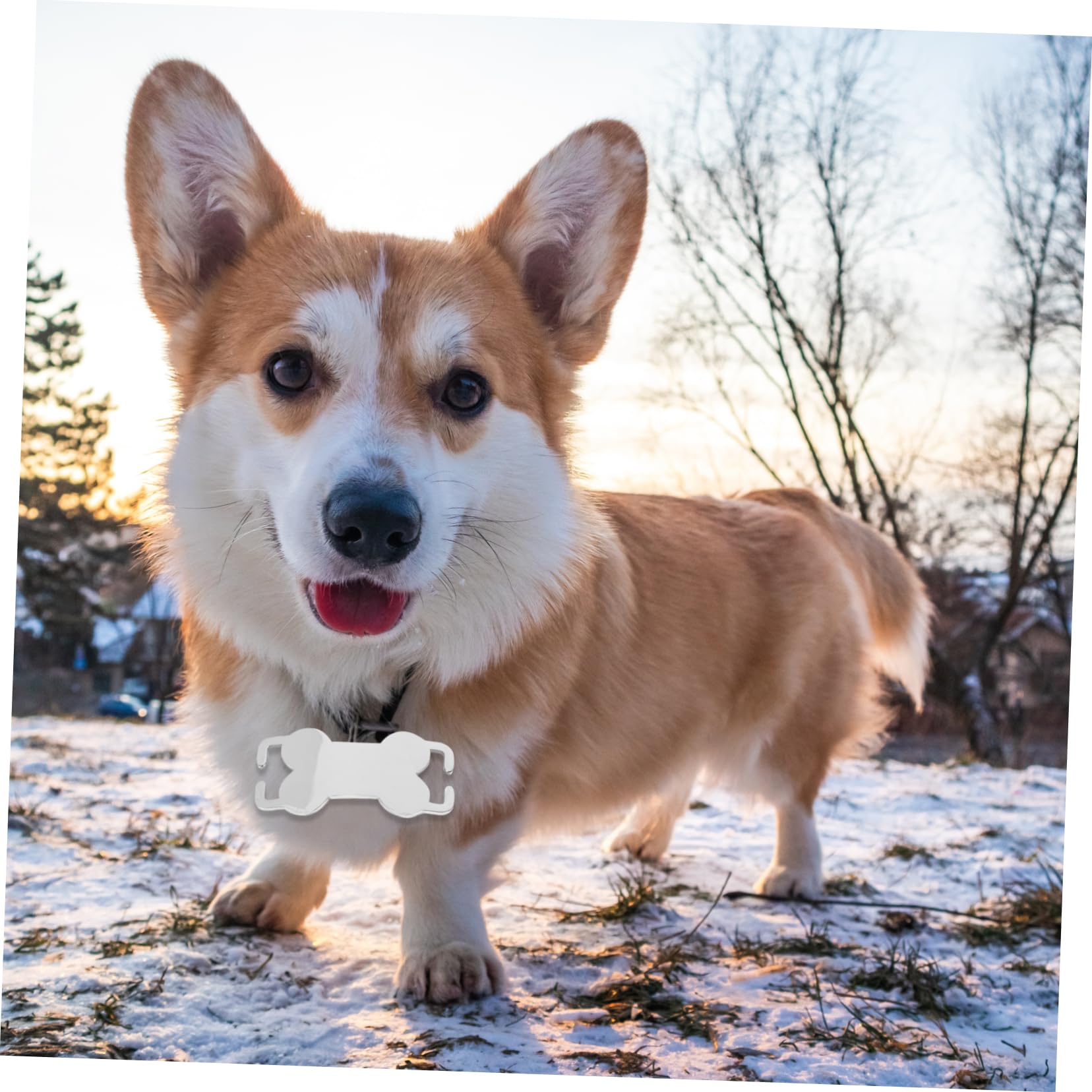 INOOMP 24pezzi Medaglietta Identificativa Per Cani Acciaio Inossidabile Da Leggera e Personalizzabile Resistente e Facile Da Incidere Tag Per Piccoli Animali Domestici