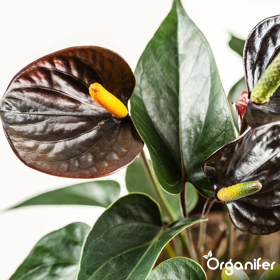 Anthurium Engrais liquide – Engrais liquide organique pour fleurs abondantes & racines solides – Favorise les tiges & vitalité – Organifer (1L)