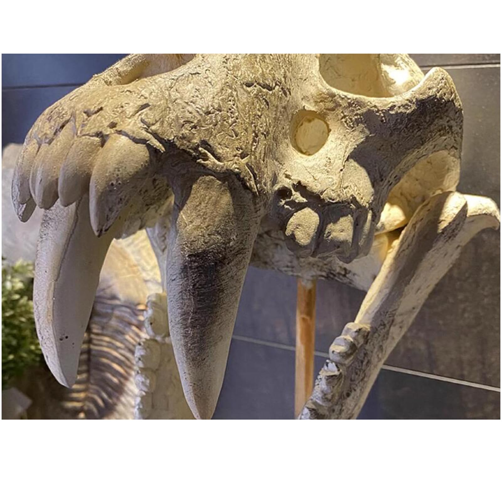 Tiger Skull Anatomy