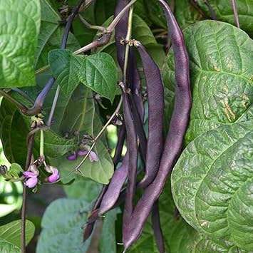 PAPAWS GARDEN SUPPLY LLC. Helping THE Next Generation Grow! Purple Pod Heirloom Pole Bean Seeds, Non-GMO, 1 Pack of 350 Vegetable Seeds