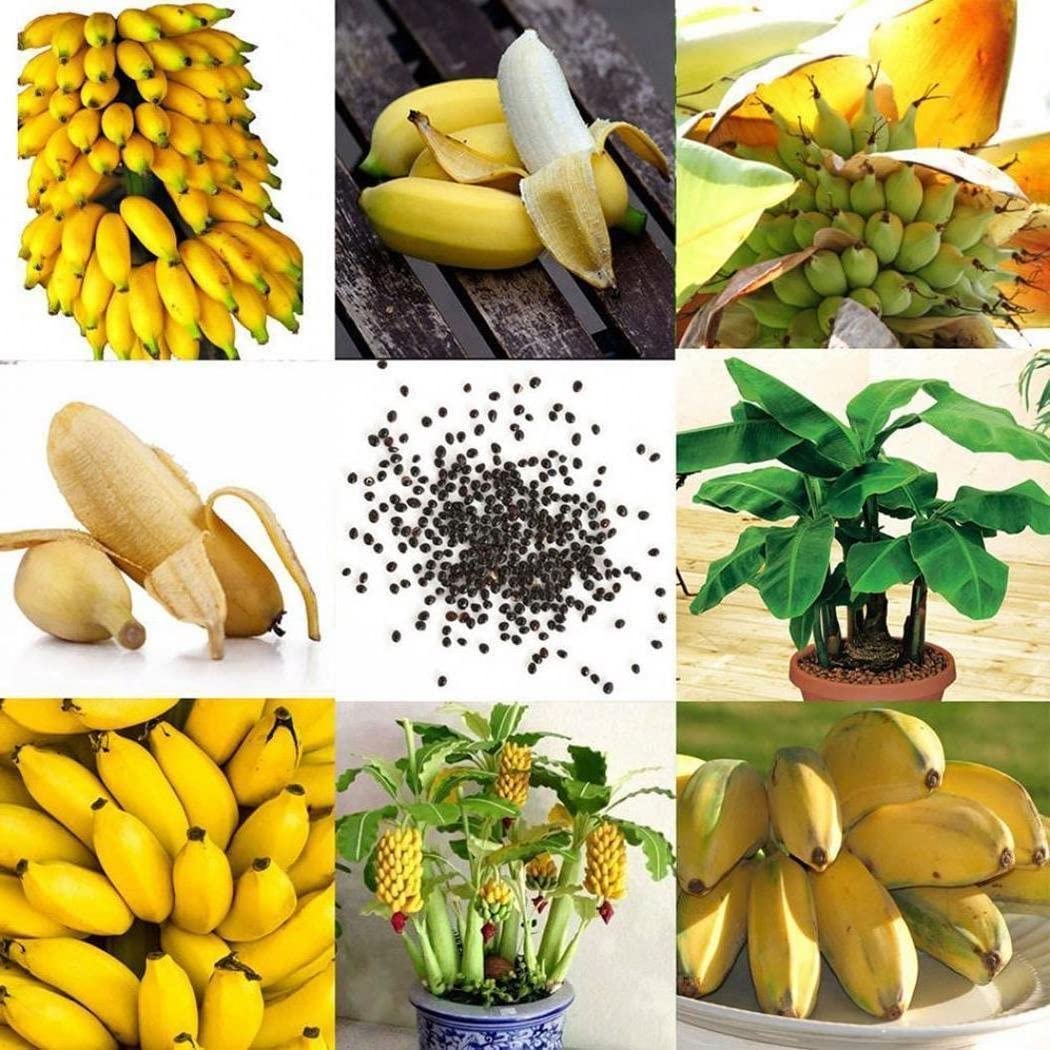 Buy 50+ Mini Bonsai Banana Tree Seeds NonGMO Perennial Dwarf