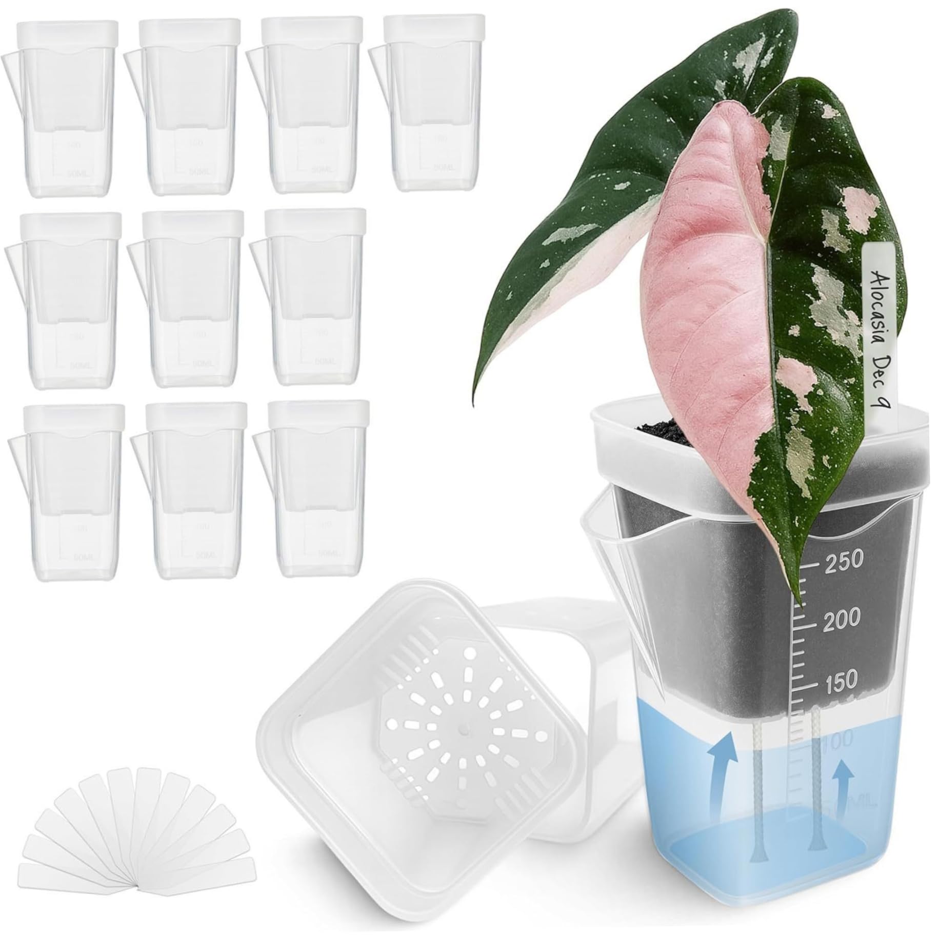 Pots à arrosage automatique pour éviter les racines pourries : 12 pots transparents 2 pouces