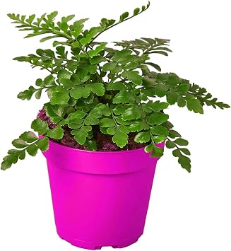 The Snobby Leaf Austral Gem Fern