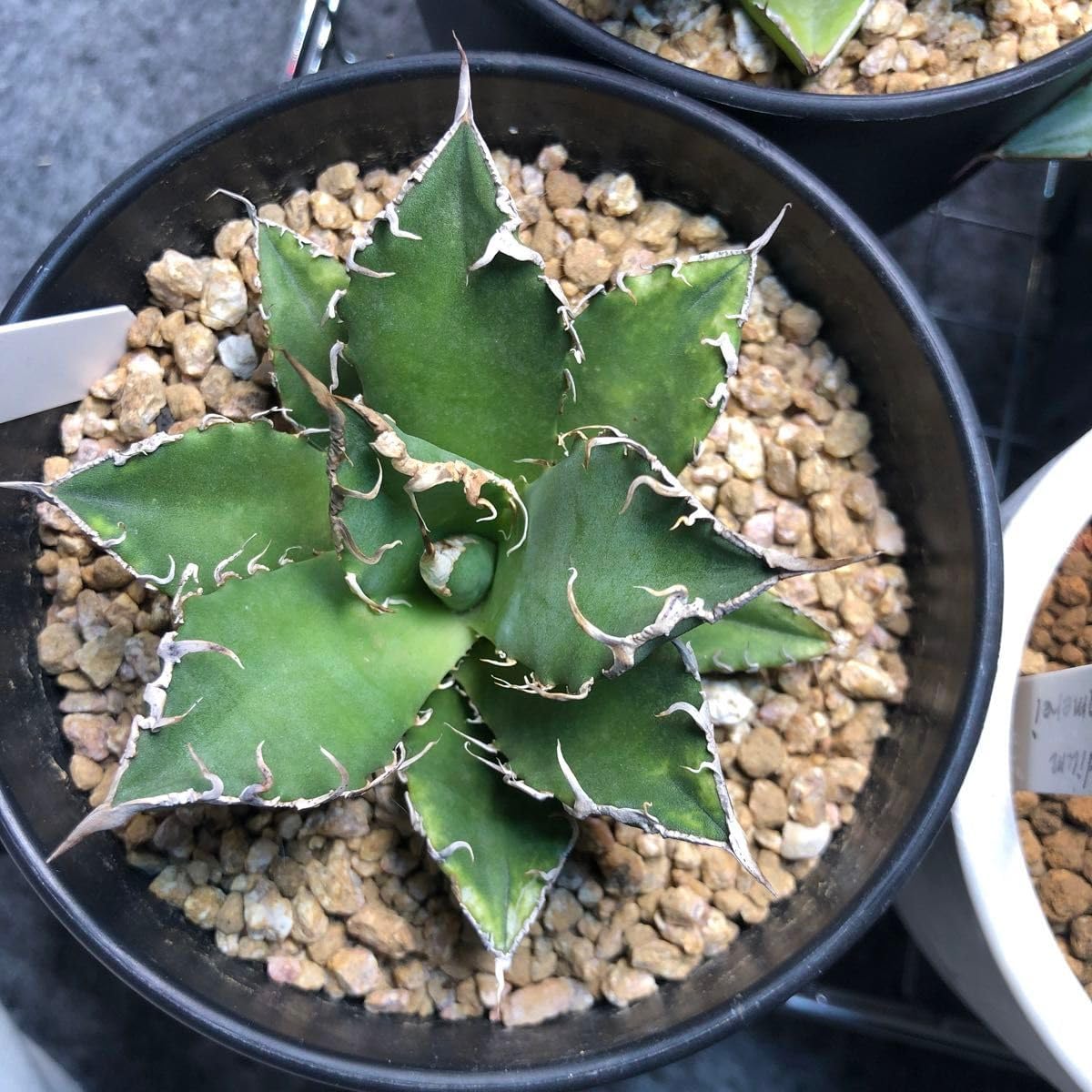 アガベ チタノタ シーザー アガベ チタノタ 'シーザー' 子株 | STELLA