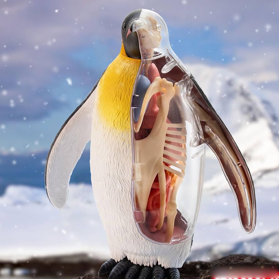 Amazon.co.jp: 4D Vision Emperor Penguin Animal Organ Anatomy Model