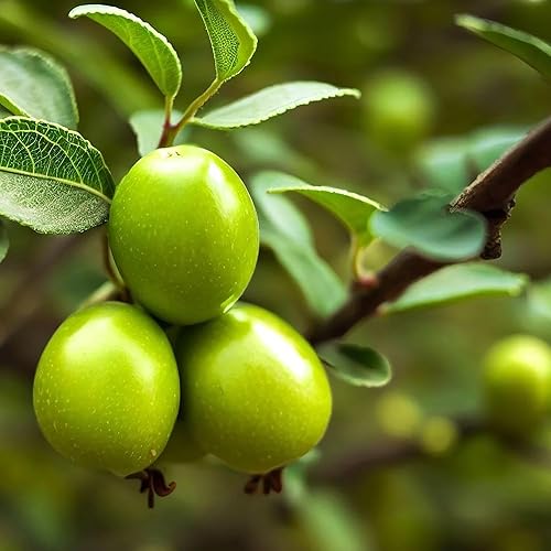 Miniatura 4 de QAUZUY GARDEN 8 semillas de Ziziphus Mauritiana, reliquia y árboles frutales de azufaifo dulce y sin OMG fáciles de cultivar de bajo mantenimiento,