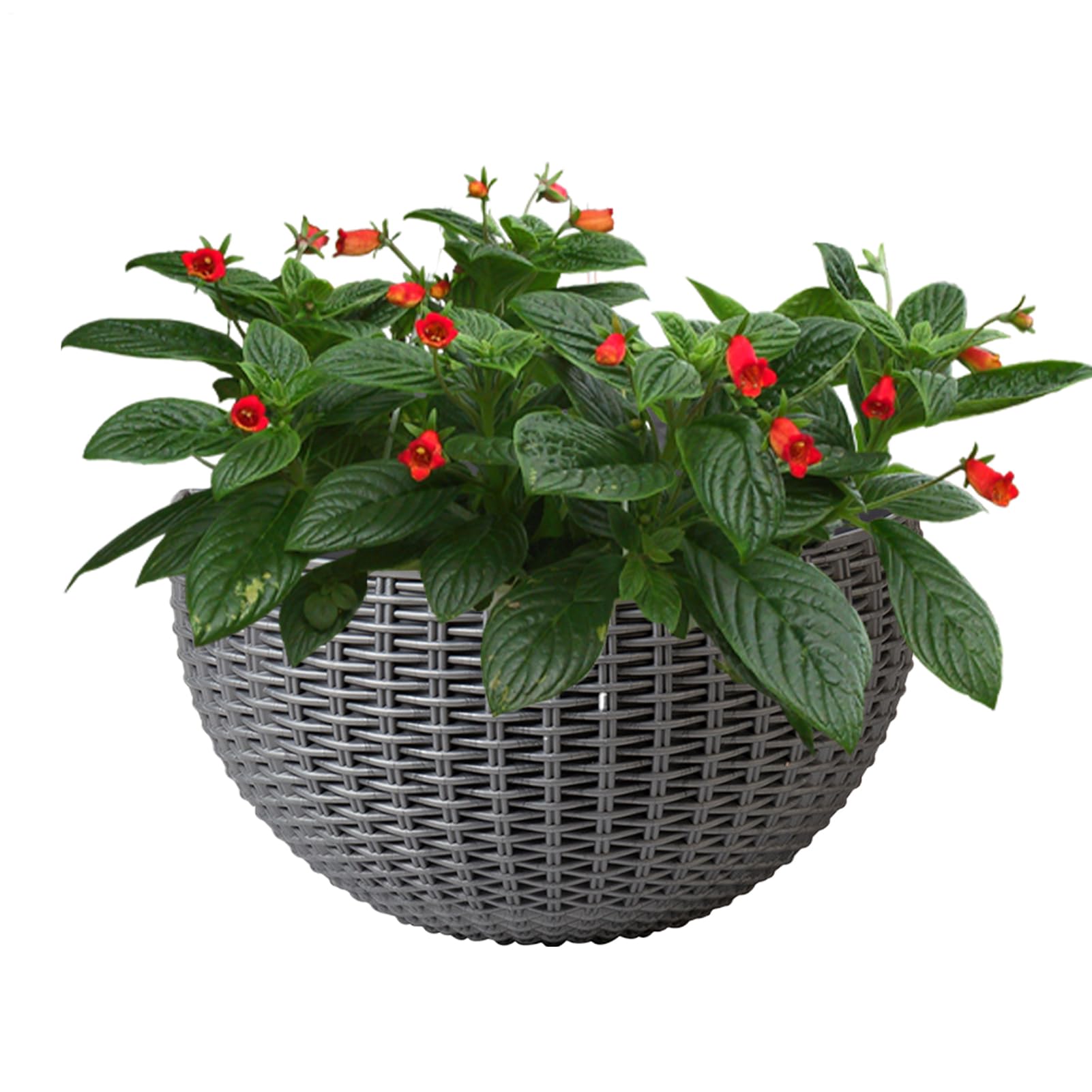 Pot de Fleurs Mural 25,4 cm en rotin : décoration élégante pour orchidées et bégonias
