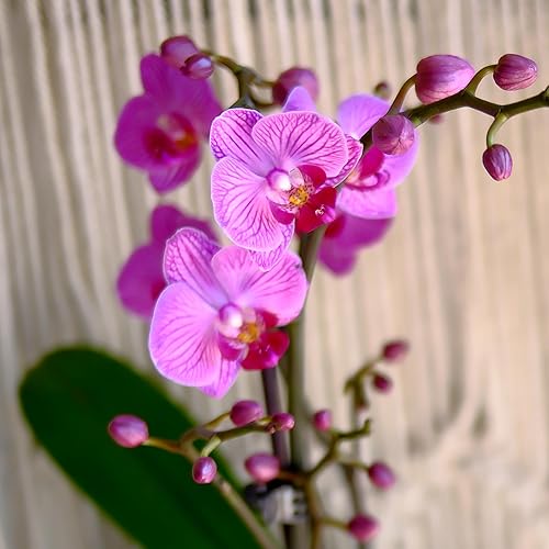 Miniatura 8 de Planta de orquídea viva morada prémium que florece en maceta de orquídeas azules y blancas de 3.5 pulgadas, plantas vivas, regalos de plantas de