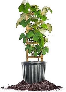 Perfect Plants Fredonia Grape 3 Gallon | Fast Growing Grape Vine for Tel...