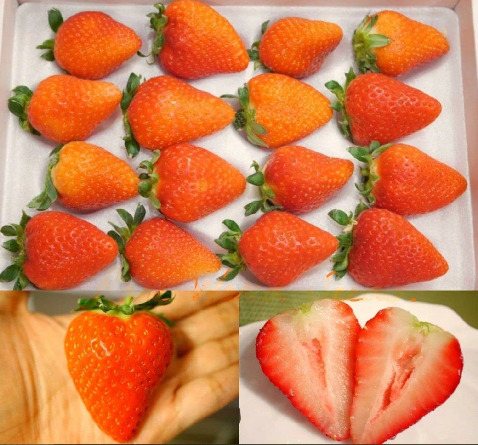 See full amazon price history chart for Floral Treasure Rare Hybrid Strawberry " Shojo No Kokoro " Exotic 30 Fruit Seeds for Growing Floral Treasure Rare Hybrid Strawberry " Shojo No Kokoro " Exotic 30 Fruit Seeds for Growing (B0CV18YRTC) Amazon Price History, Amazon Price Tracker