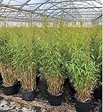 PlantaPro