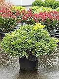 Setos y arbustos de Botanicly – Azahar de la China – Altura: 45 cm – Pittosporum Tobira
