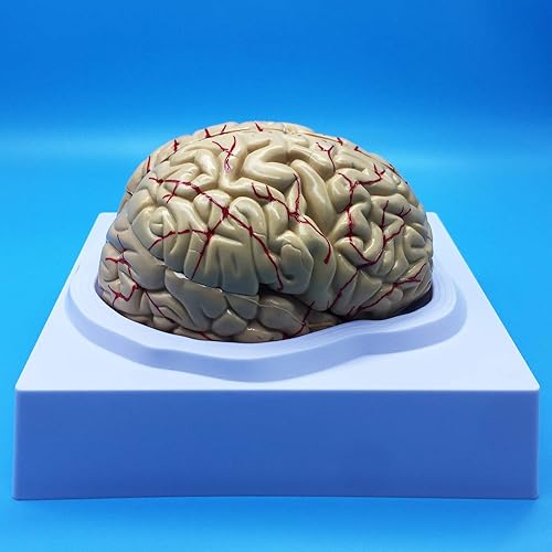 Miniatura 2 de Modelo anatómico del cerebro humano, modelo anatómicamente preciso del cerebro de tamaño real, anatomía del cerebro humano para la ciencia en el
