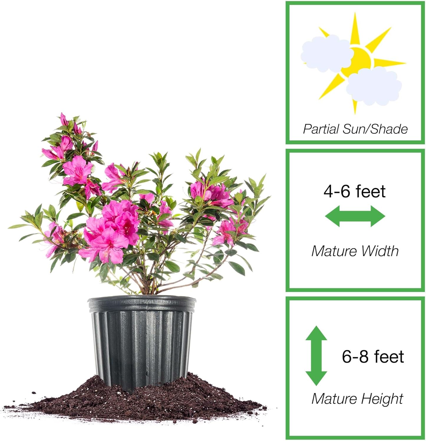 Perfect Plants Formosa Lavender Azalea 1 Gallon | Live Shrub for Landscaping | Early Spring Blooms