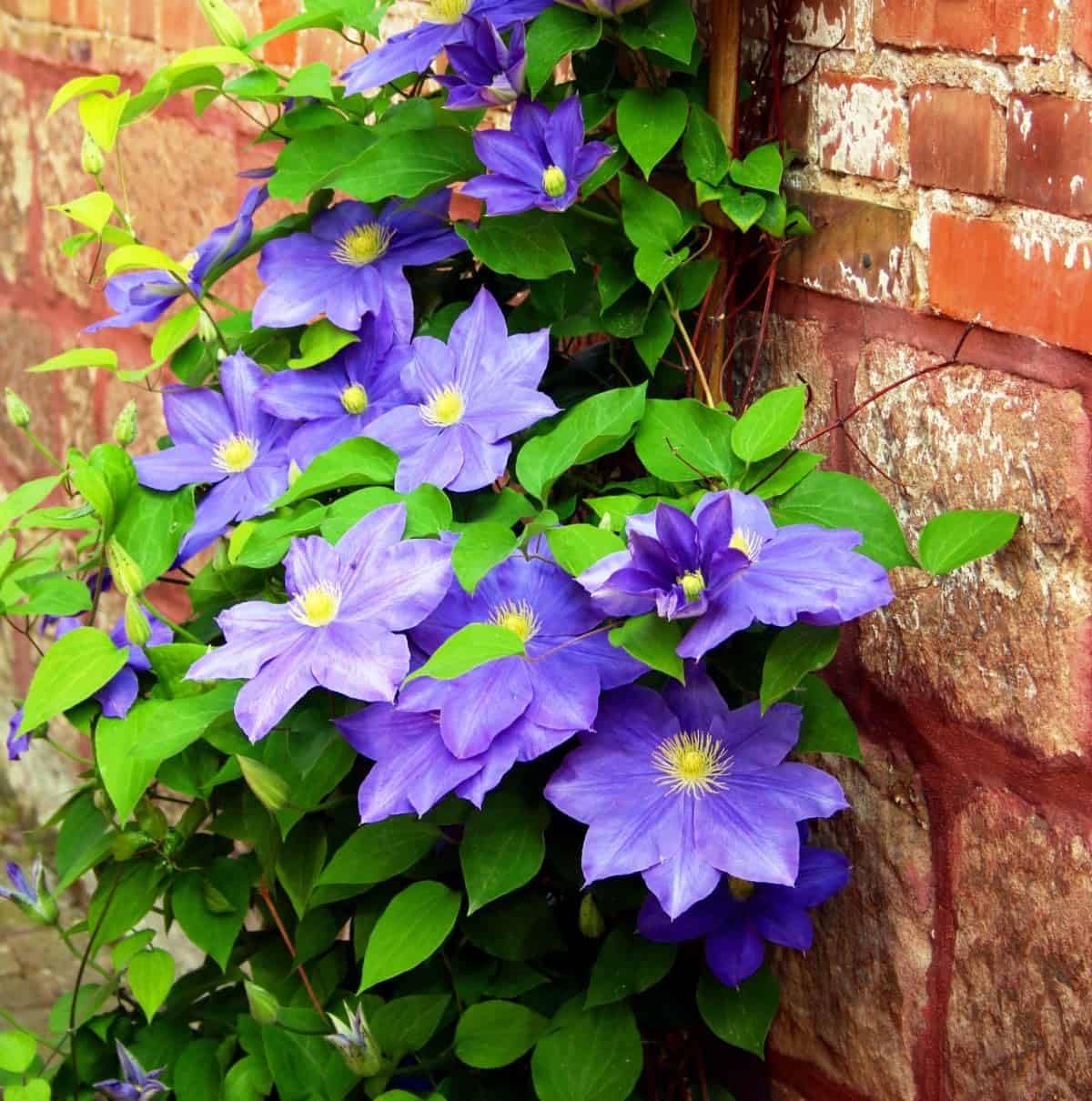 Votaniki Clematis H. F. Young