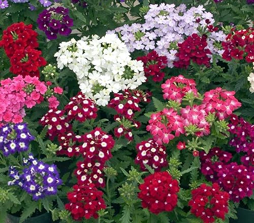 Miniatura 5 de Semillas Verbena Hybrid Mix Flores Anuales