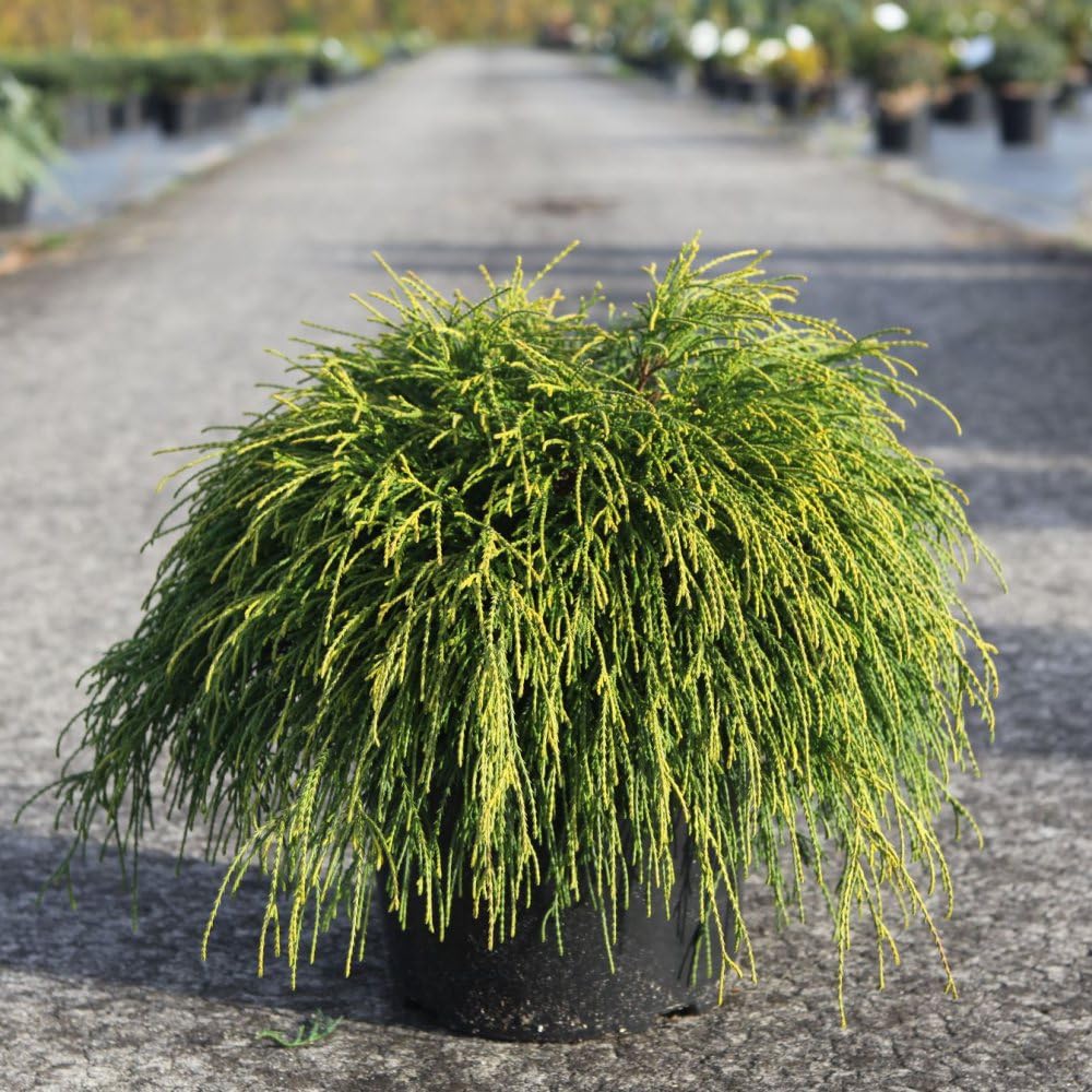 Chamaecyparis pisifera 'Sungold' - Dwarf Japanese Conifer - Thread-Like Foliage - Hardy Shrub – 3X 1 Litre Potted Plant by Thompson & Morgan