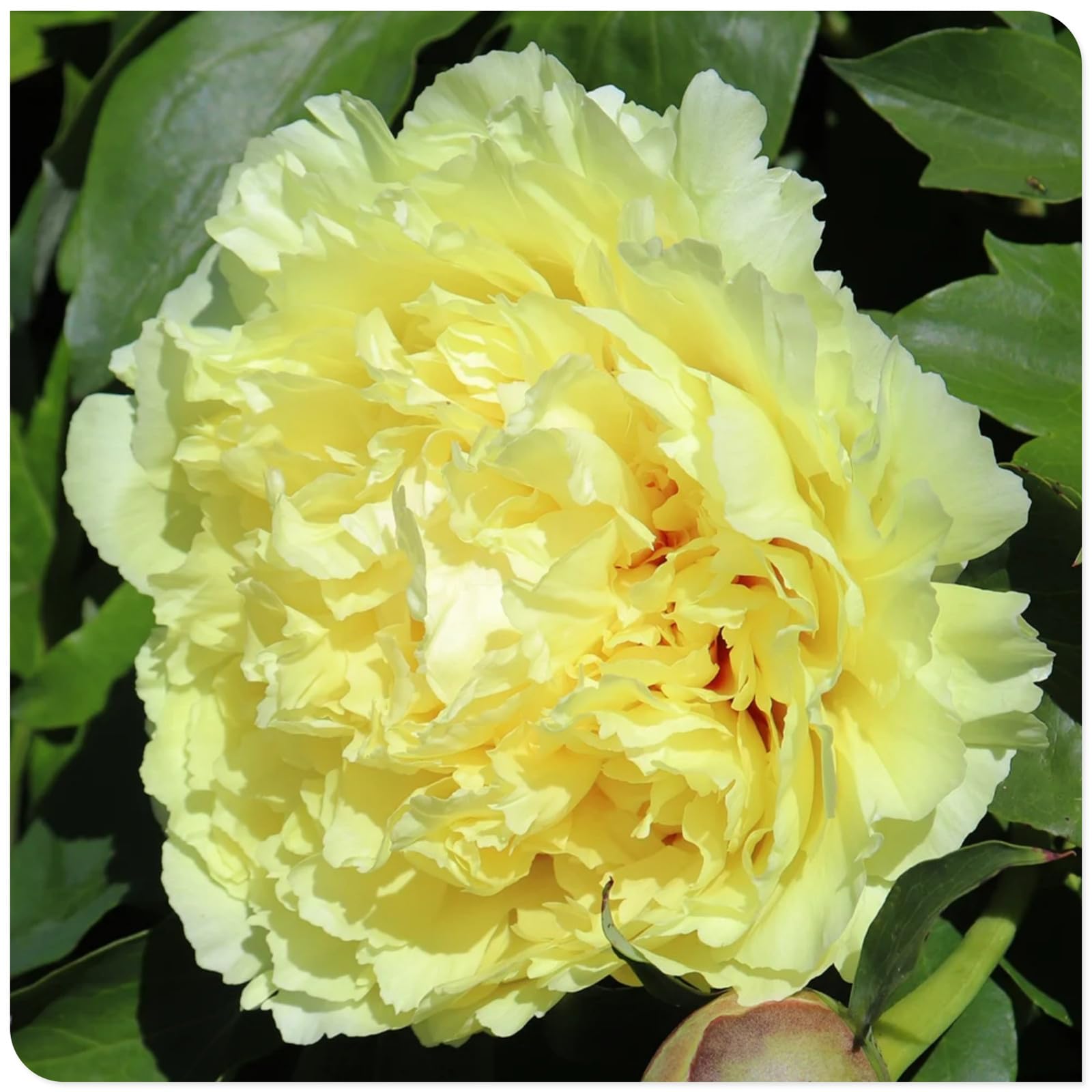(OPVDJD) Comprare peonie/peonie resistenti all'inverno perenne-rumoroso profumato, perfetto per composizioni floreali e regali-4 rizomi-D