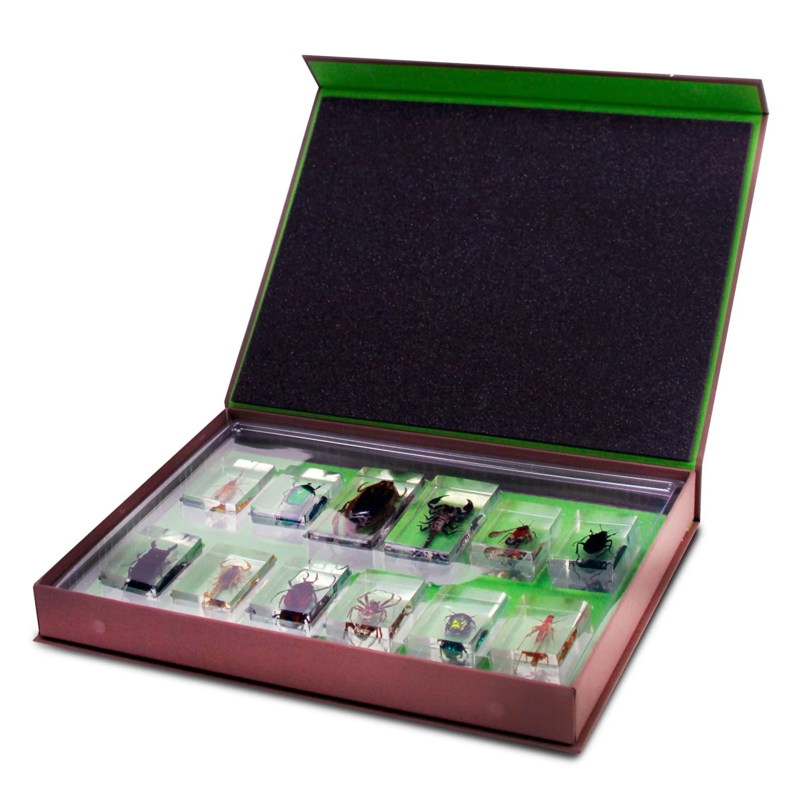 Geoworld Nature Collection Insects in Resin: 12 Insects - Scorpion, Spider, Beetles and More - STEM Education or Collection Set